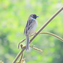 コジュリン♂夏羽