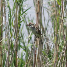 浮島湿原の野鳥・オオヨシキリ