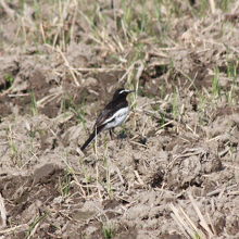 浮島湿原の野鳥・セグロセキレイ