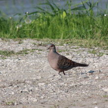 浮島湿原の野鳥・キジバト