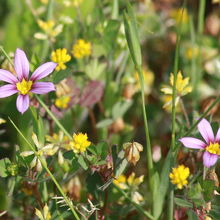 浮島湿原の野草・ニワゼキショウ