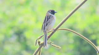 コジュリンを見てきました。