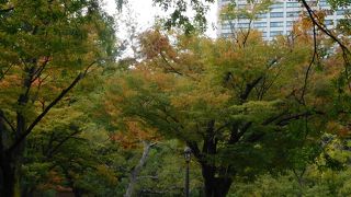 にれの木（アキニレ）が植えてある広場