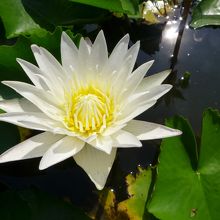 蓮が咲いていました