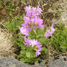 ハクサンコザクラ