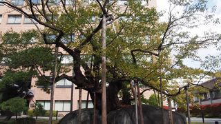 樹齢３６０年以上