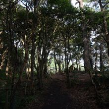 吊橋へ行くにはこんな林を抜けていきます。