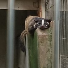 只今お昼寝中・・・しかし、器用な寝相