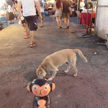 野良犬も散歩中