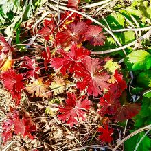 尾根の紅葉