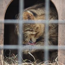 ツシマヤマネコ