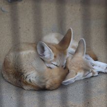 フェネックはお休み中