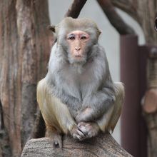 人間みたいな表情のアカザル