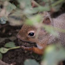 ウルウルの目がかわいい