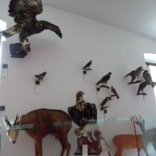 たくさんの動物、鳥たちが　所狭しと展示されています。