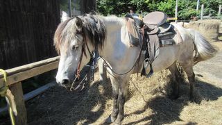 ワイルドムスタングス