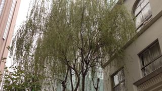 一世が気になる