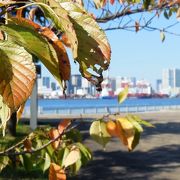 埠頭の公園からコンテナ船を見よう