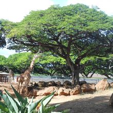 キリンは、こんな感じで木の高い位置で餌を食べてます。