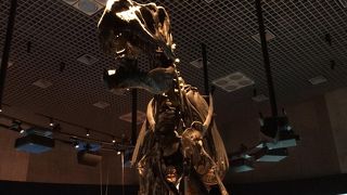 圧倒的な展示ボリューム