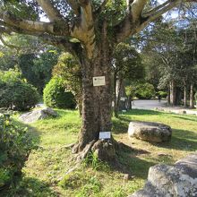 場内には被爆樹木が点在しています