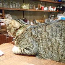 臭いの気にならない猫カフェ By Uni Mama 極簡のクチコミ フォートラベル