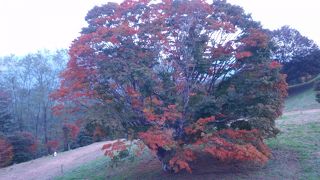 奇跡の大樹　七色大カエデを見に行きました。