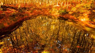 紅葉時期に池に映るブナの景色は黄金色