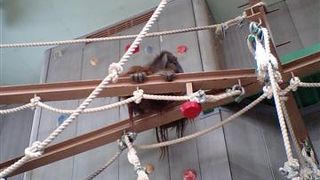 生き生きとした姿 