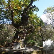 御神木のミズナラ。