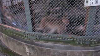 ニホンザルだけです