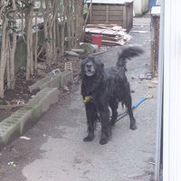 やたらと吠える犬がいます。