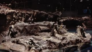 ペンギンとクラゲ、チンアナゴ、オオカミウオ（？）が良い