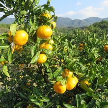 試食できるので、どういう感じが美味しいか確認できる。