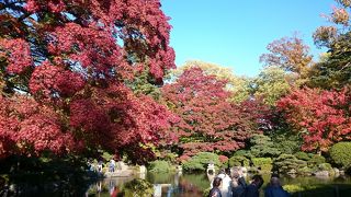 鴨と鯉がたわむれる