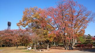 桜の木陰で休める