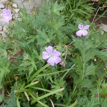 ハクサンフウロ