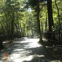 入口からの遊歩道