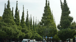 通りの両側に広がる素晴らしいイチョウ並木