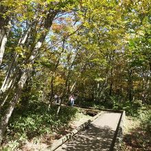 駐車場から吊橋までの木道。