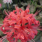 鶴見緑地内の植物園　子連れでも楽しめました。