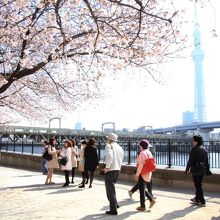 20150329隅田公園午前9時半