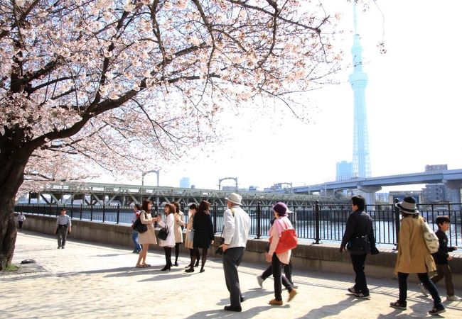 20150329隅田公園午前9時半