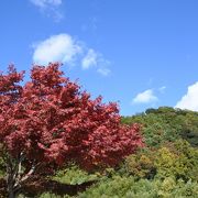 紅葉が見頃に