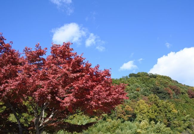 紅葉が見頃に