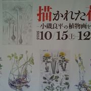 特別展「描かれた花々　小磯良平の植物画を中心に」を見てきました