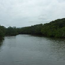 両岸をマングローブの林に囲まれています