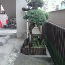 通用口の横には、緑の植栽が置かれています。ささやかなものです