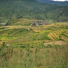 田んぼの先にお寺があります
