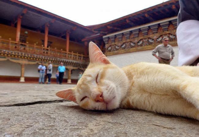 風格があるゾンです、中庭に猫がいます